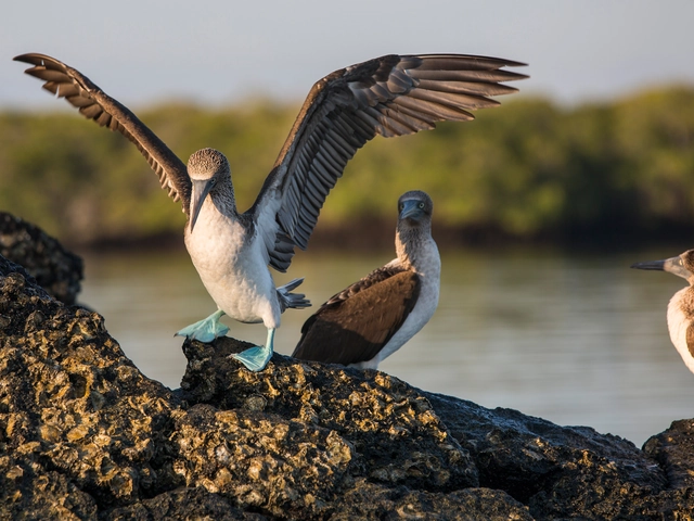Galápagos Express Adventure: Wilderness & Wildlife