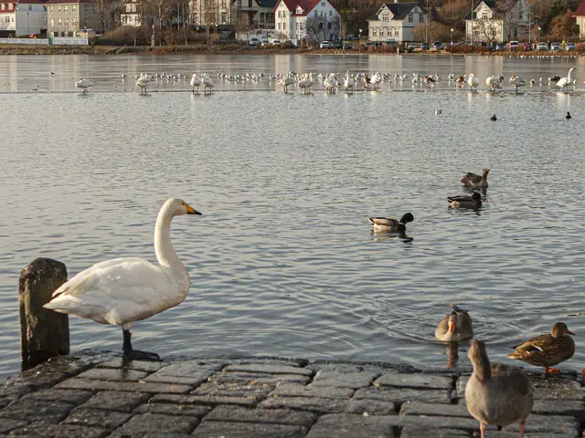 Classic Reykjavik Winter Mini Adventure