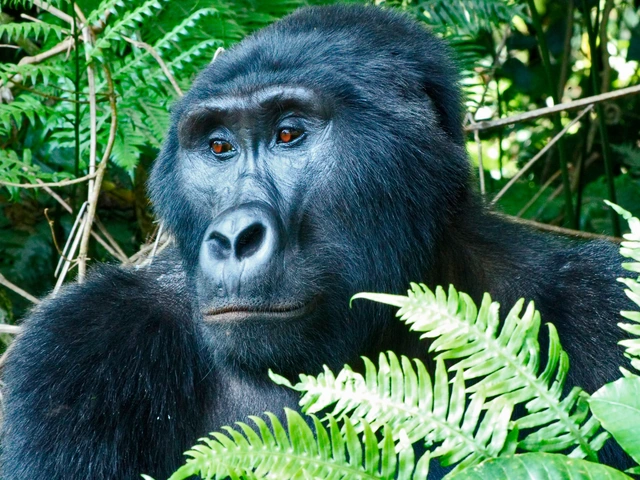 Masai Mara & Gorilla Adventure