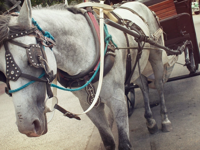Cuba Family Adventure