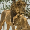 Wildlife Parks of Tanzania