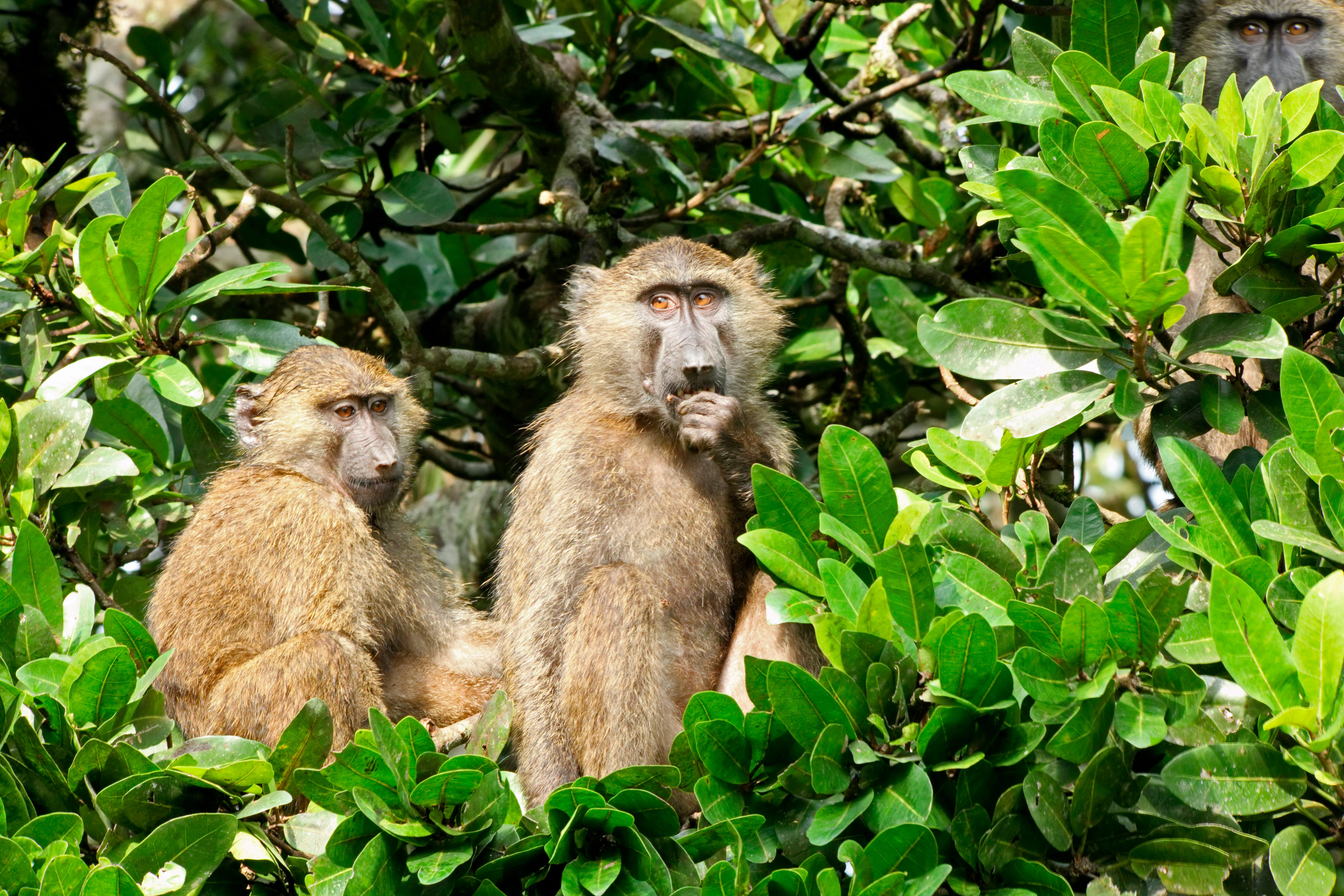 East Africa In-Depth