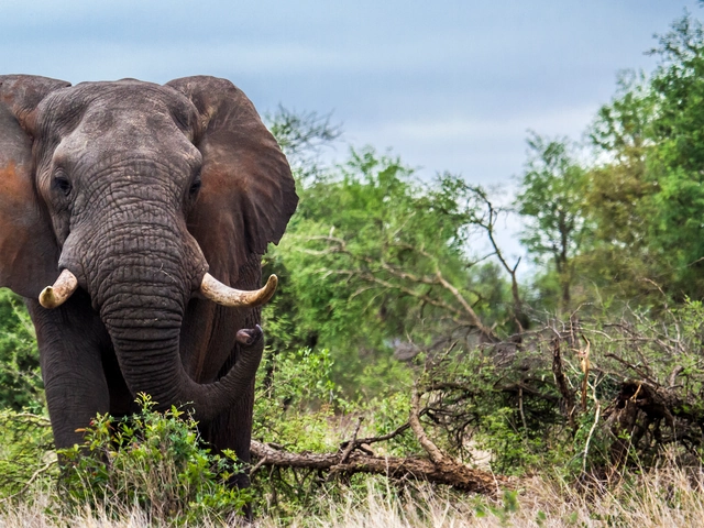 Discover Kruger & Namibia