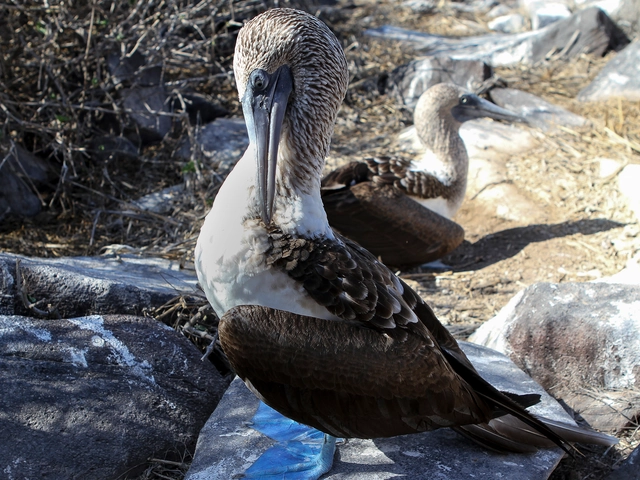 Ecuador Beaches, Amazon & Highlands