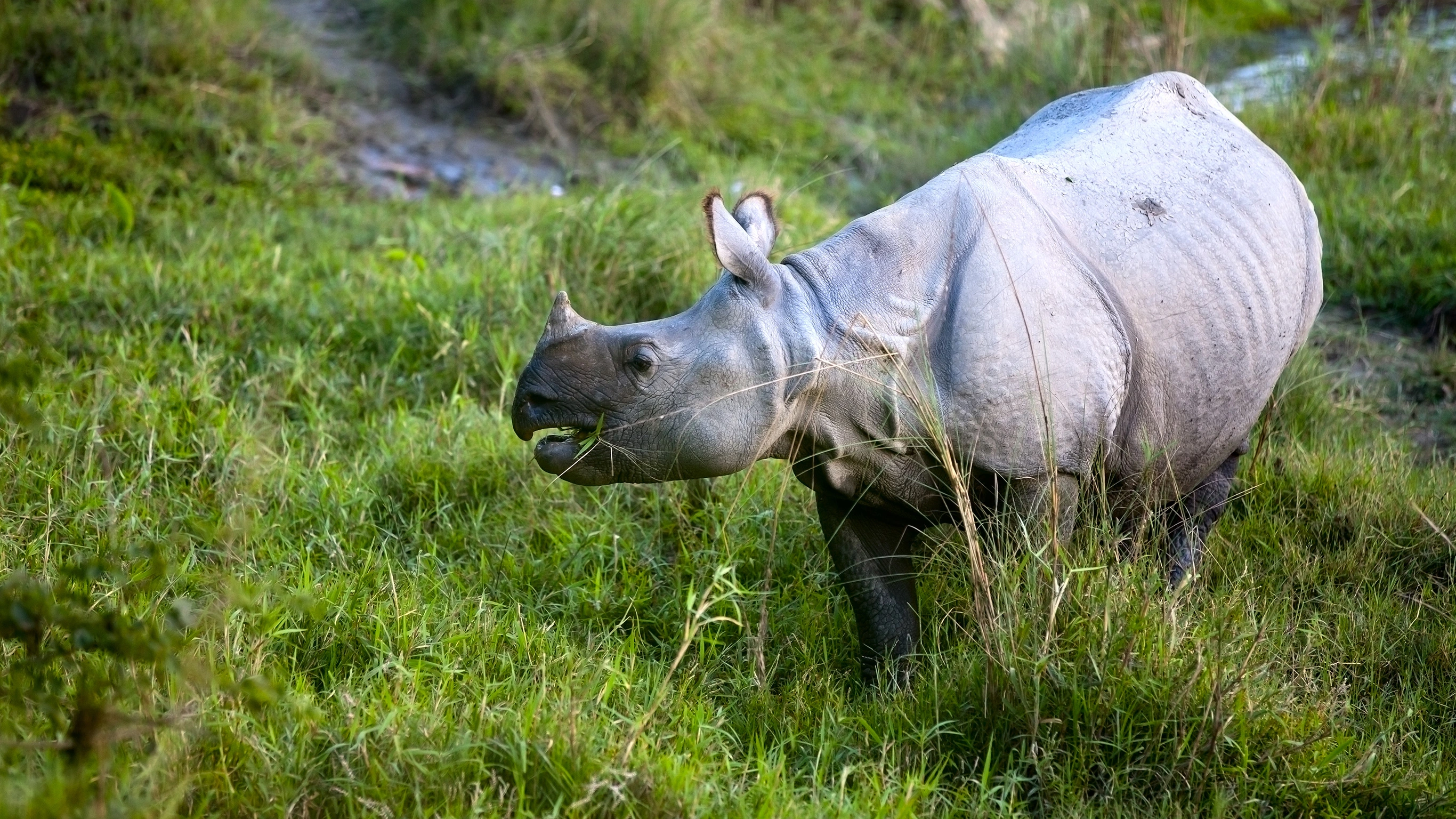 Chitwan Independent Adventure and Homestay