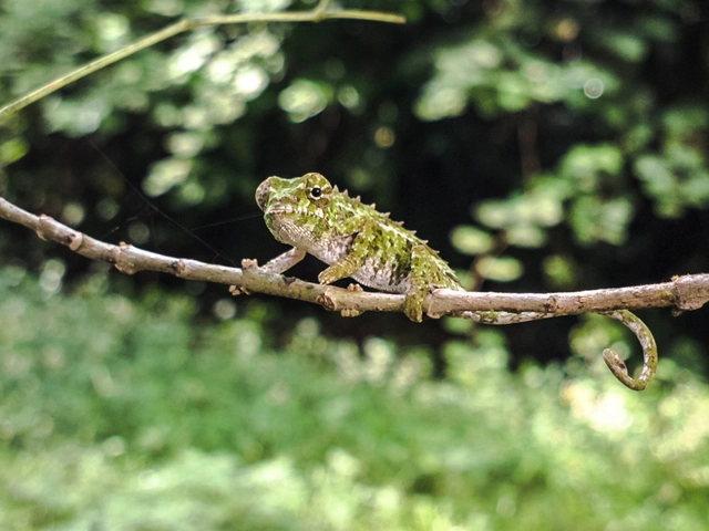 Highlights of Madagascar — Plus