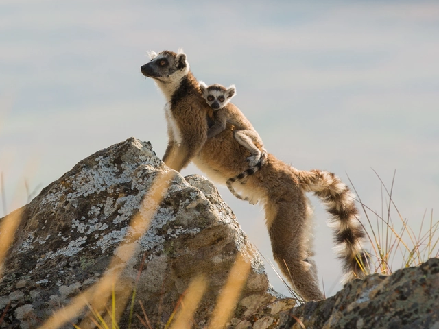 Ultimate Madagascar Adventure