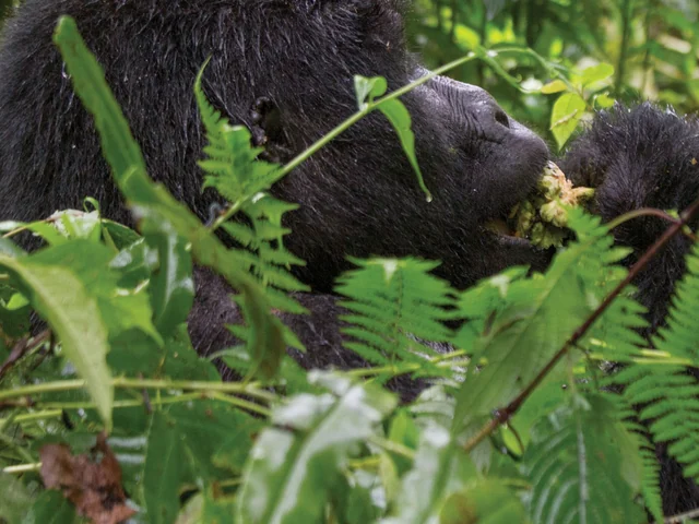 Wild Encounters in Rwanda