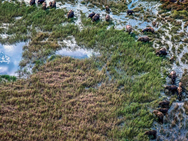 Botswana Safari Experience