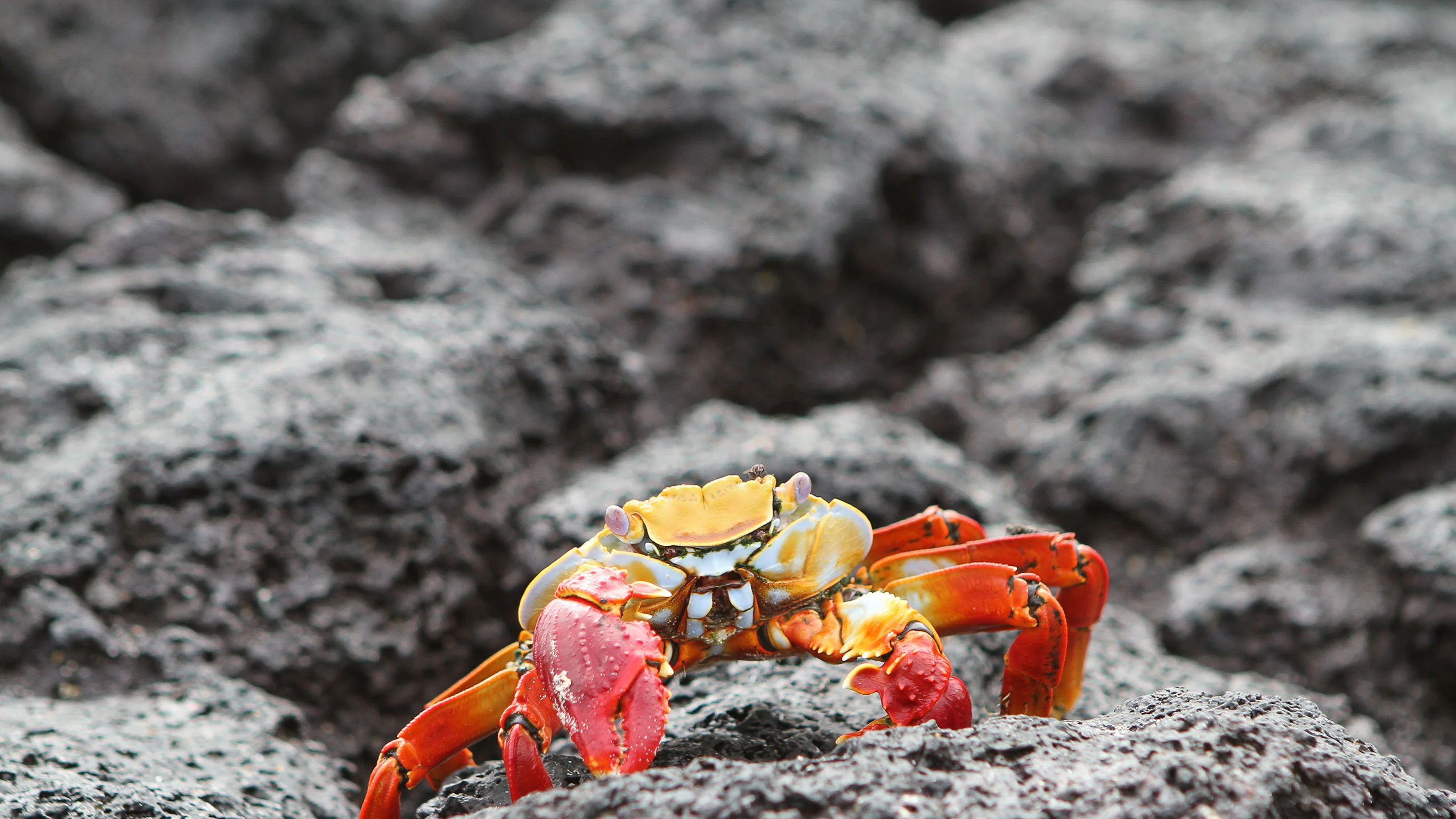 Galápagos — West & Central Islands aboard the Monserrat