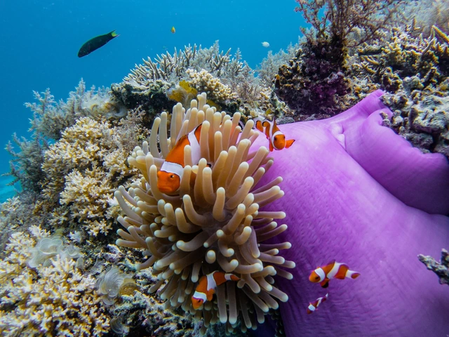 Islands of the Philippines on a Shoestring