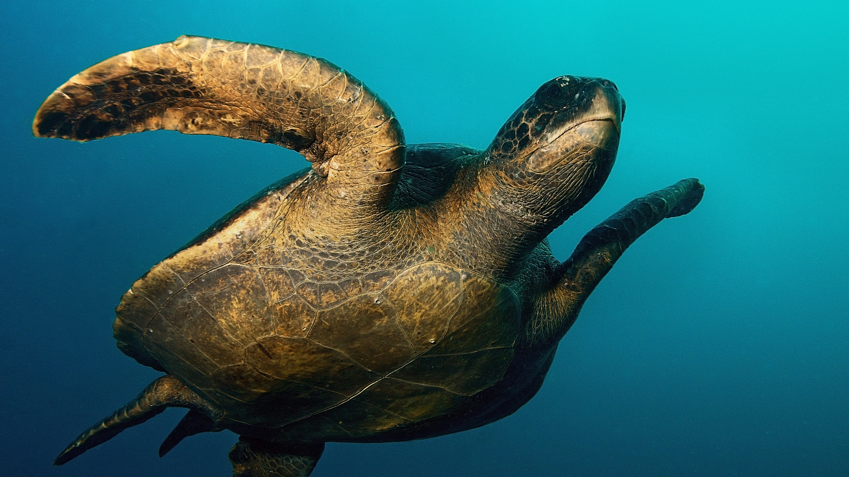 Galápagos — Central Islands aboard the Xavier III