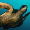 Galápagos — Central Islands aboard the Xavier III