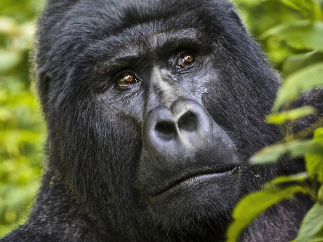 Kenya & Uganda Gorilla Adventure