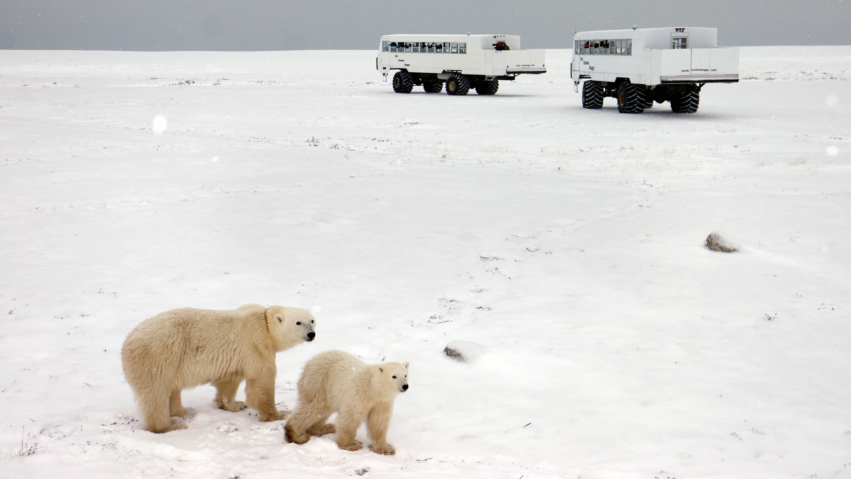 Churchill Polar Bears