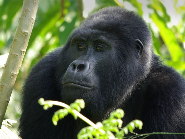 Gorilla Trek Independent Adventure