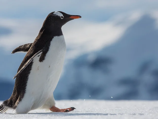 Falklands, South Georgia & Antarctica
