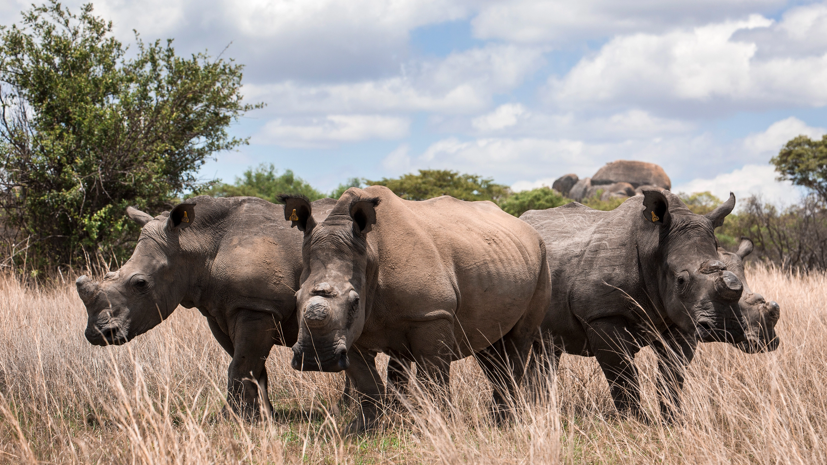 The Great Southern Africa Safari