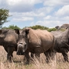 The Great Southern Africa Safari