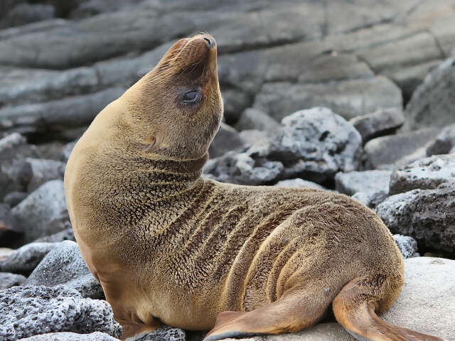 Galápagos — South & East Islands aboard the Monserrat