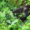 Rwanda and Uganda Gorilla & Chimp Adventure