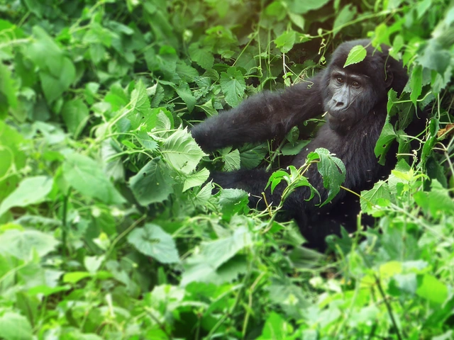 Rwanda and Uganda Gorilla & Chimp Adventure