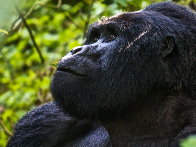 Uganda Overland: Gorillas & Chimps