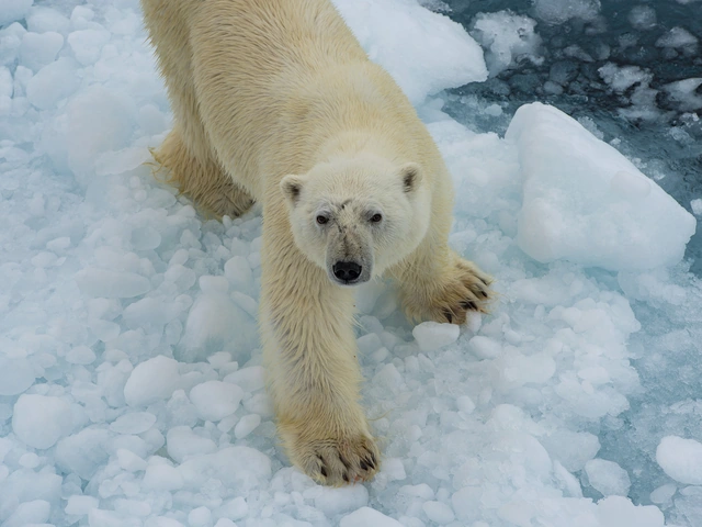 Canadian Polar Bear Experience