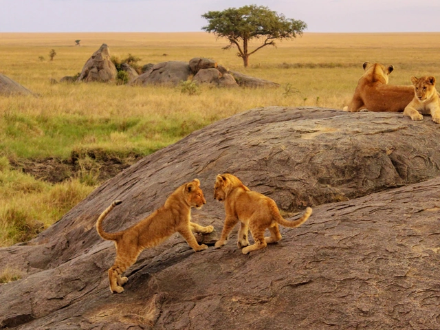 East Africa Overland: Serengeti & Safari Drives