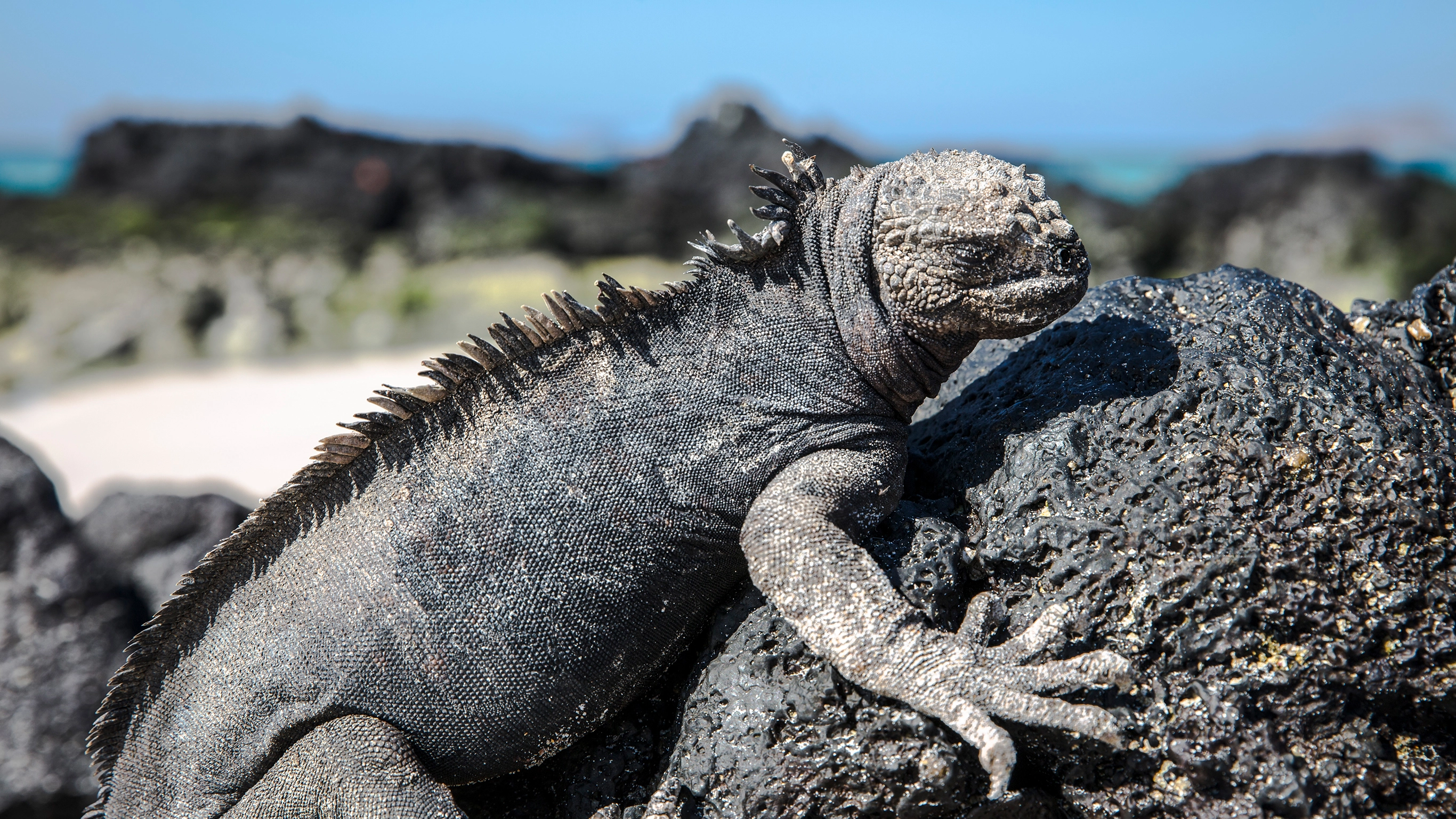 Galápagos — North & Central Islands aboard the Eden