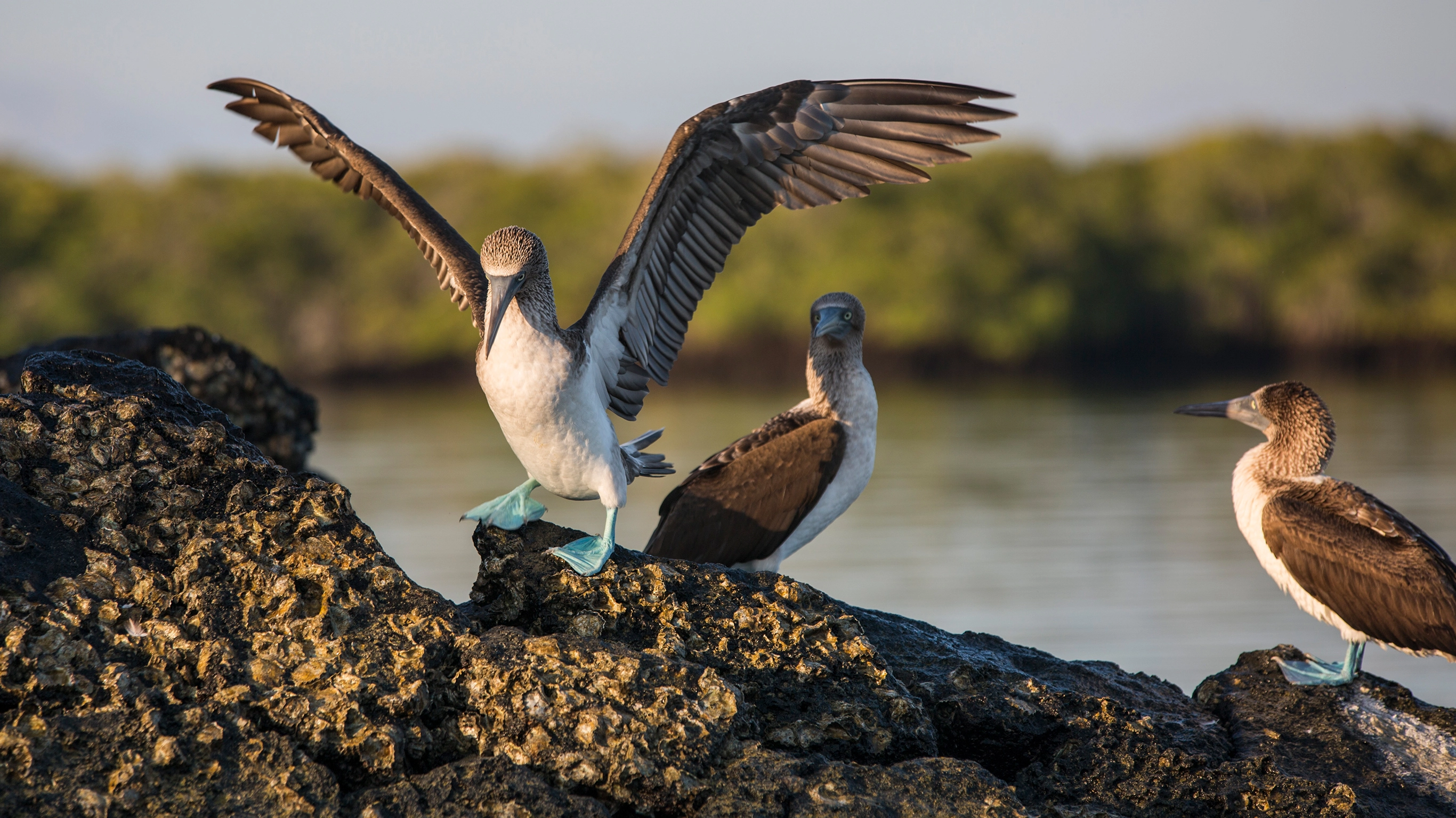 Galápagos — South & East Islands aboard the Eden