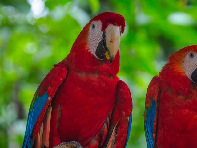 G Lodge Amazon & Camping - 4 Day Independent Adventure