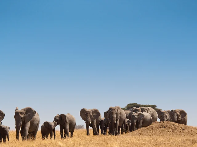 Safari in Kenya & Tanzania