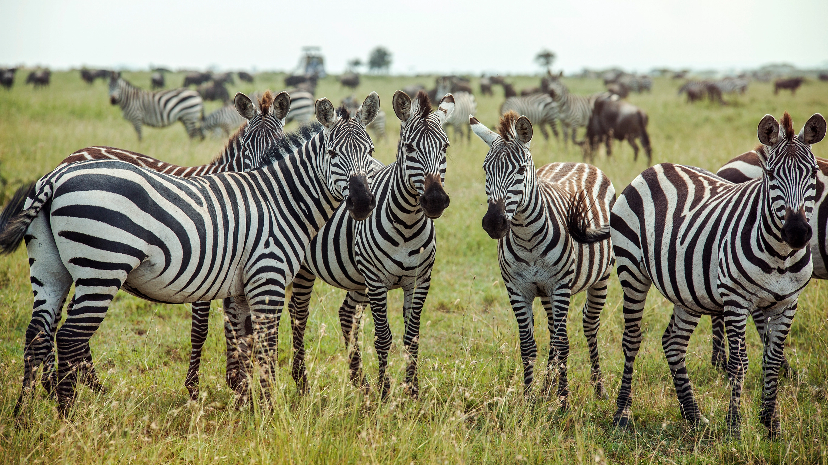 Southern Africa Encompassed: Bush Camps & Wildlife Spotting