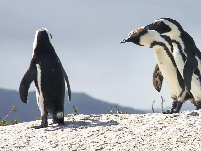 Cape Town Nature And Wildlife Day Tour