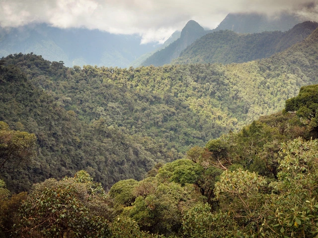 Cloud Forest Experience