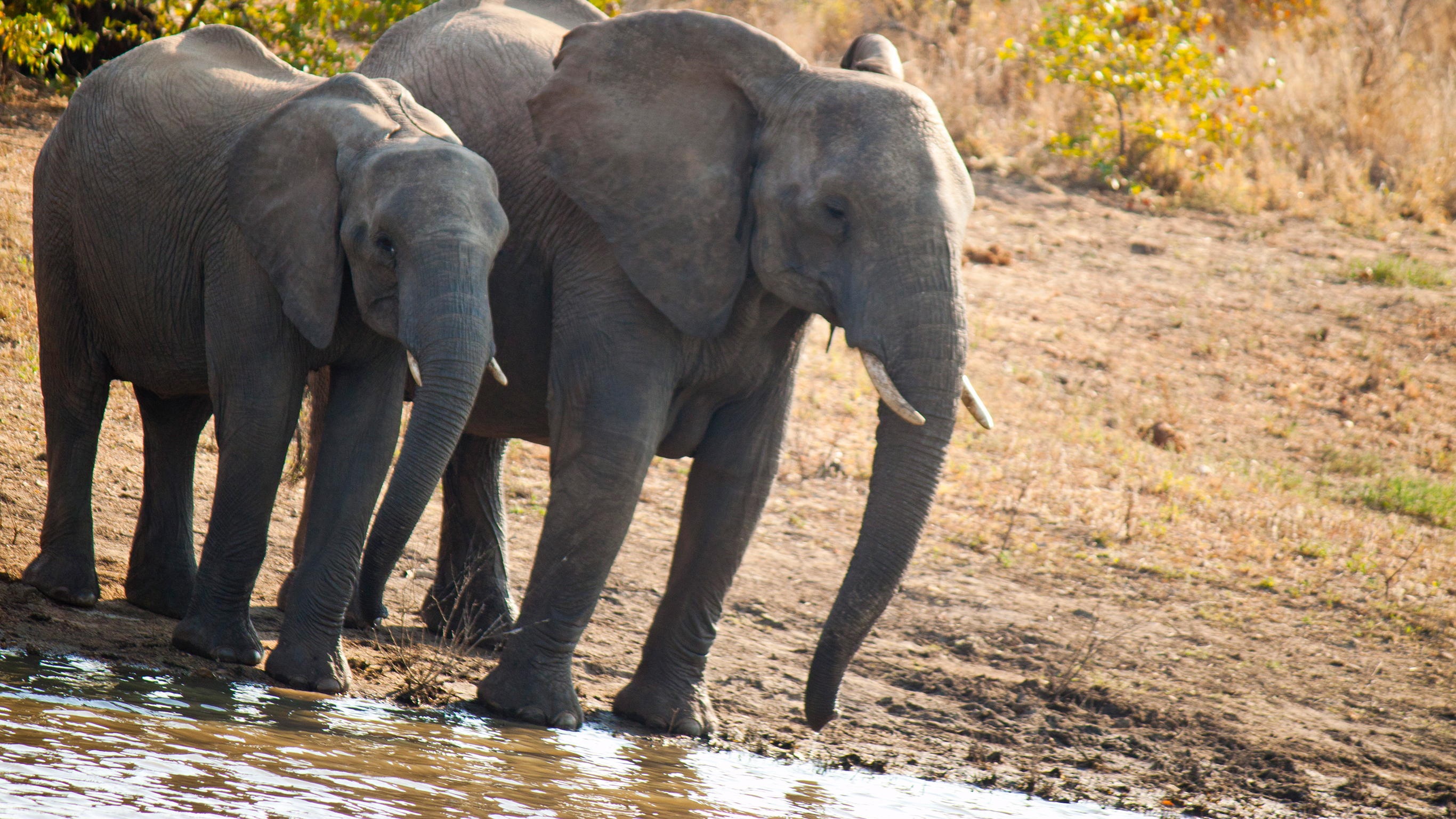 Cape Town, Kruger & Namibia