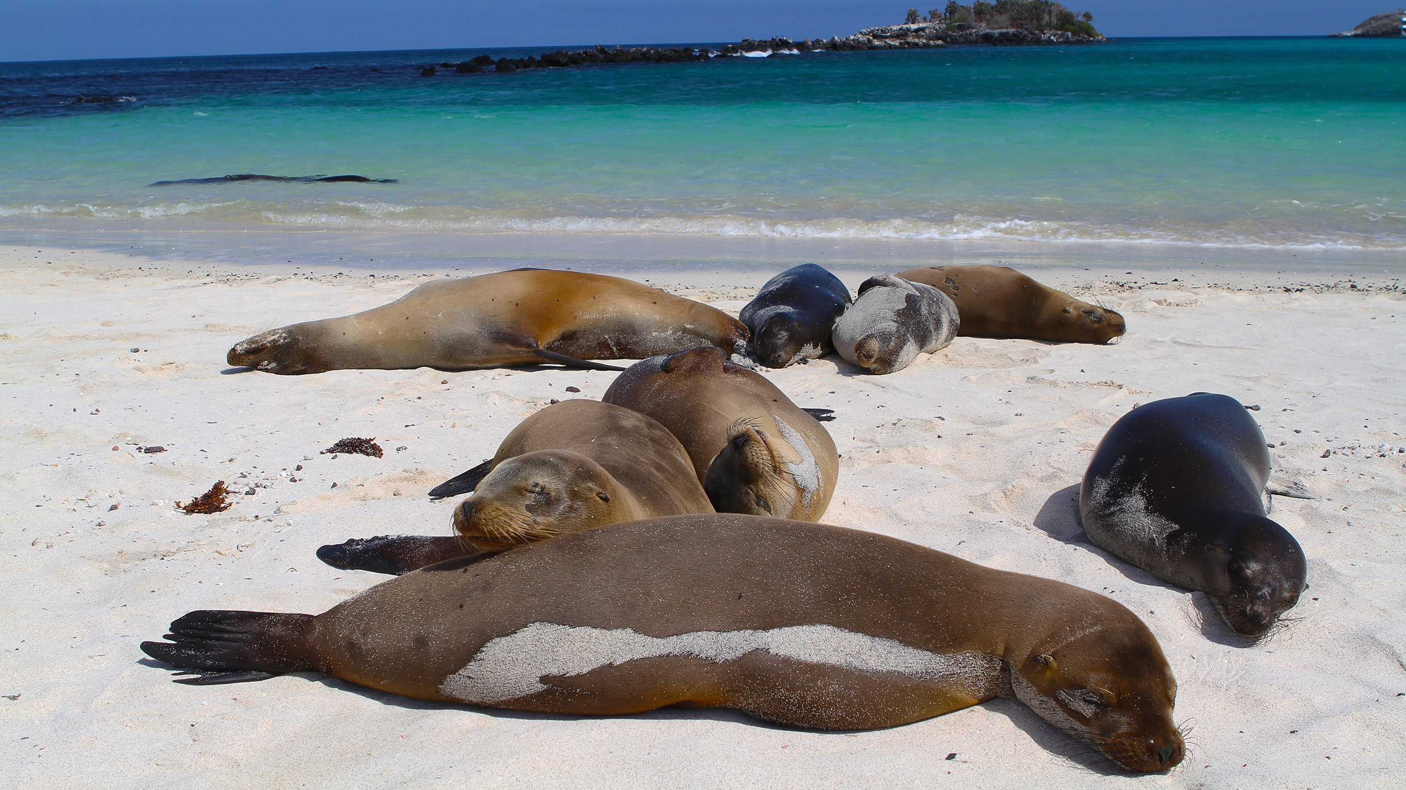 Galápagos — West & Central Islands aboard the Eden