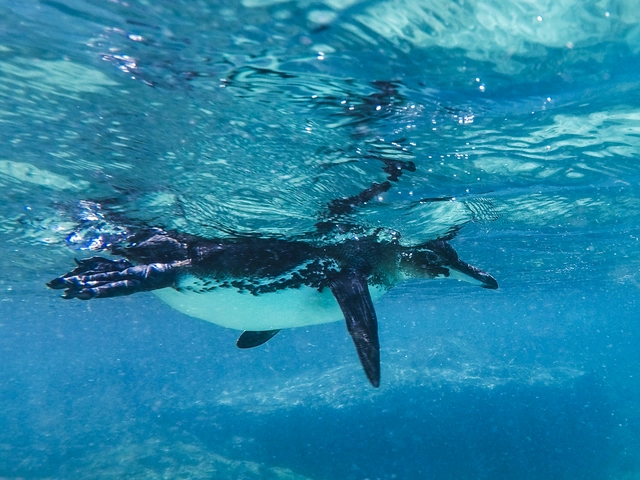 Galápagos — Central Islands aboard the Xavier III