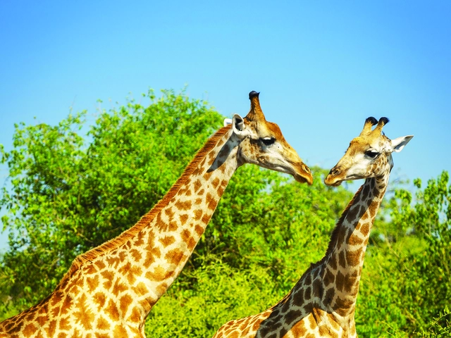 Spectacular South Africa Culture & Nature in Harmony