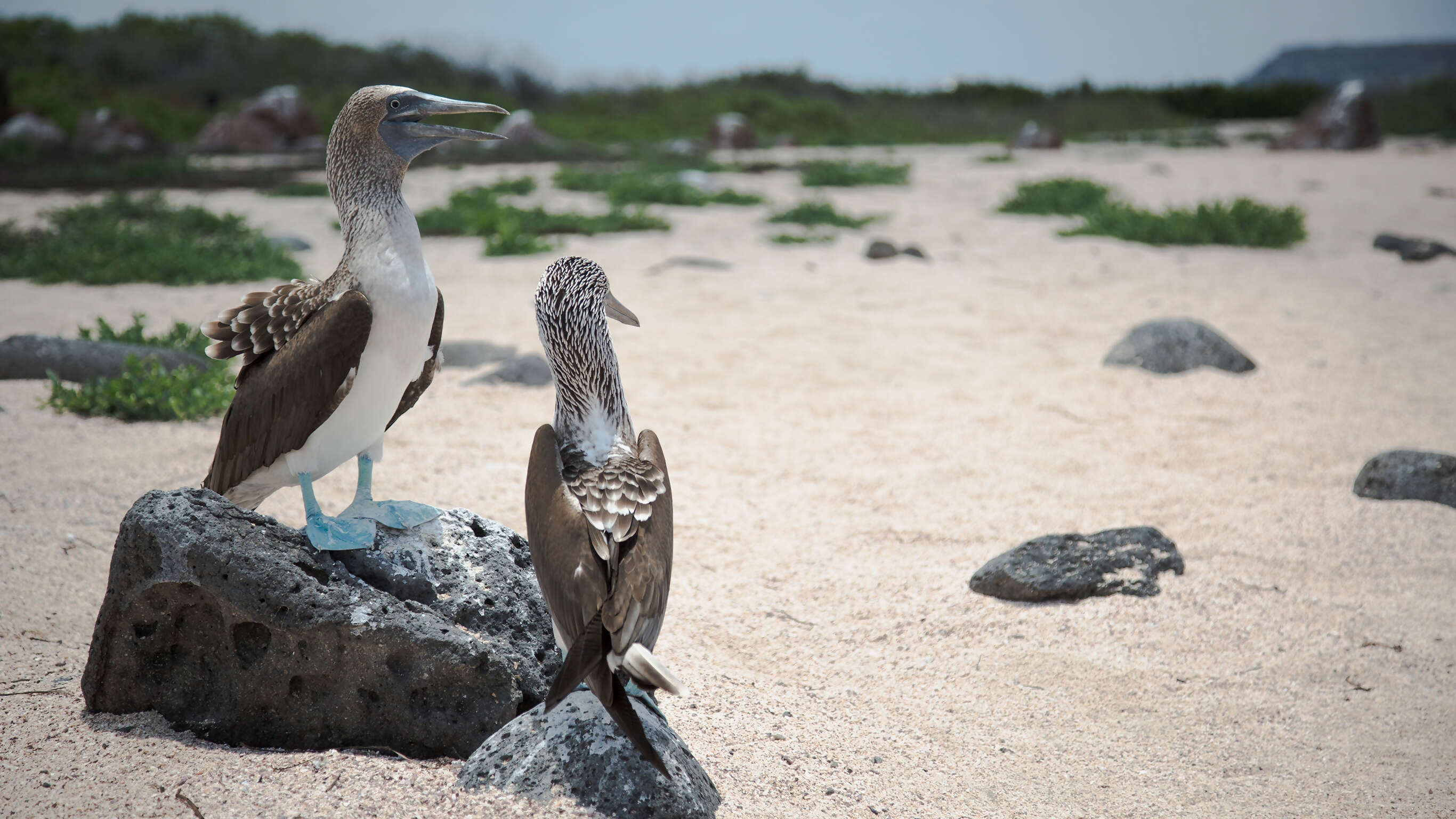Ecuador Beaches & Coastal Adventure