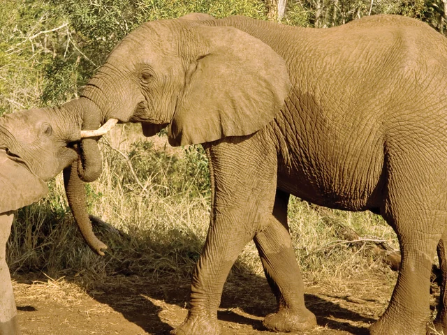 Kenya Safari Experience