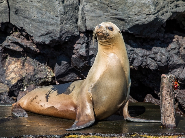 Galápagos — East, Central, & West Islands aboard the Eden