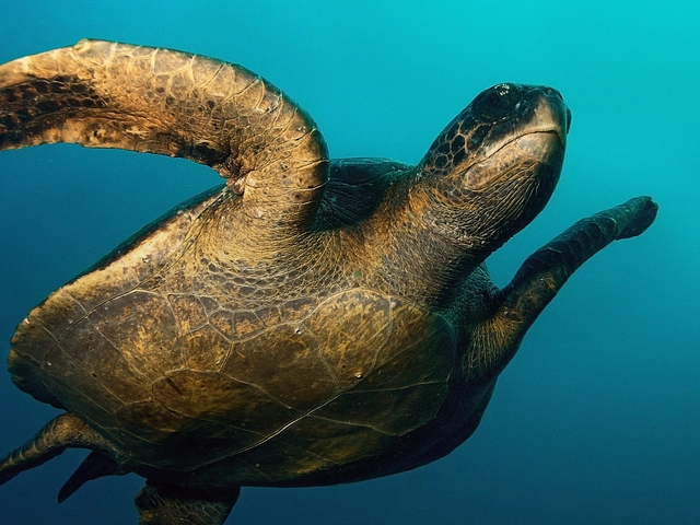 Galápagos — Central Islands aboard the Xavier III