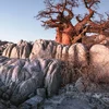 Kruger, Victoria Falls & Botswana Safari