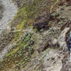 Kilimanjaro – Machame Route & Serengeti Adventure