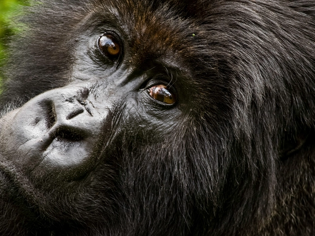 Gorilla Trek Independent Adventure