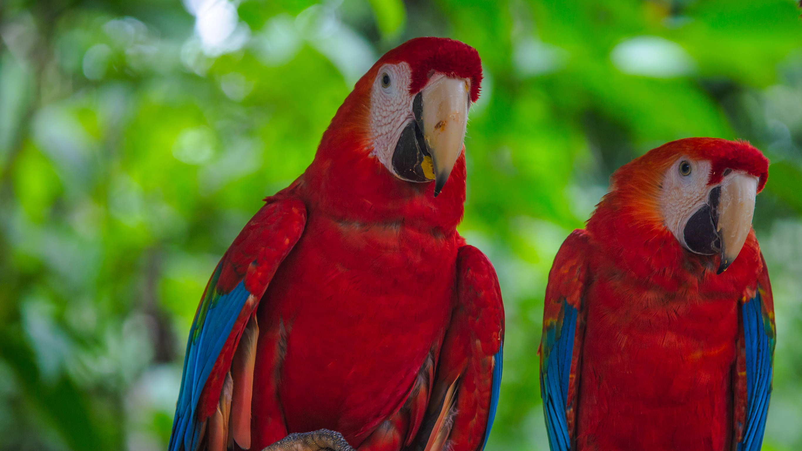 G Lodge Amazon & Camping - 4 Day Independent Adventure