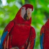 G Lodge Amazon & Camping - 4 Day Independent Adventure