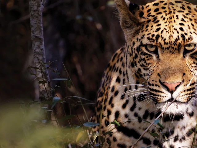 Kruger Camping Safari